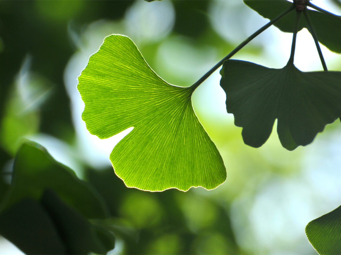 Ginkgo biloba 