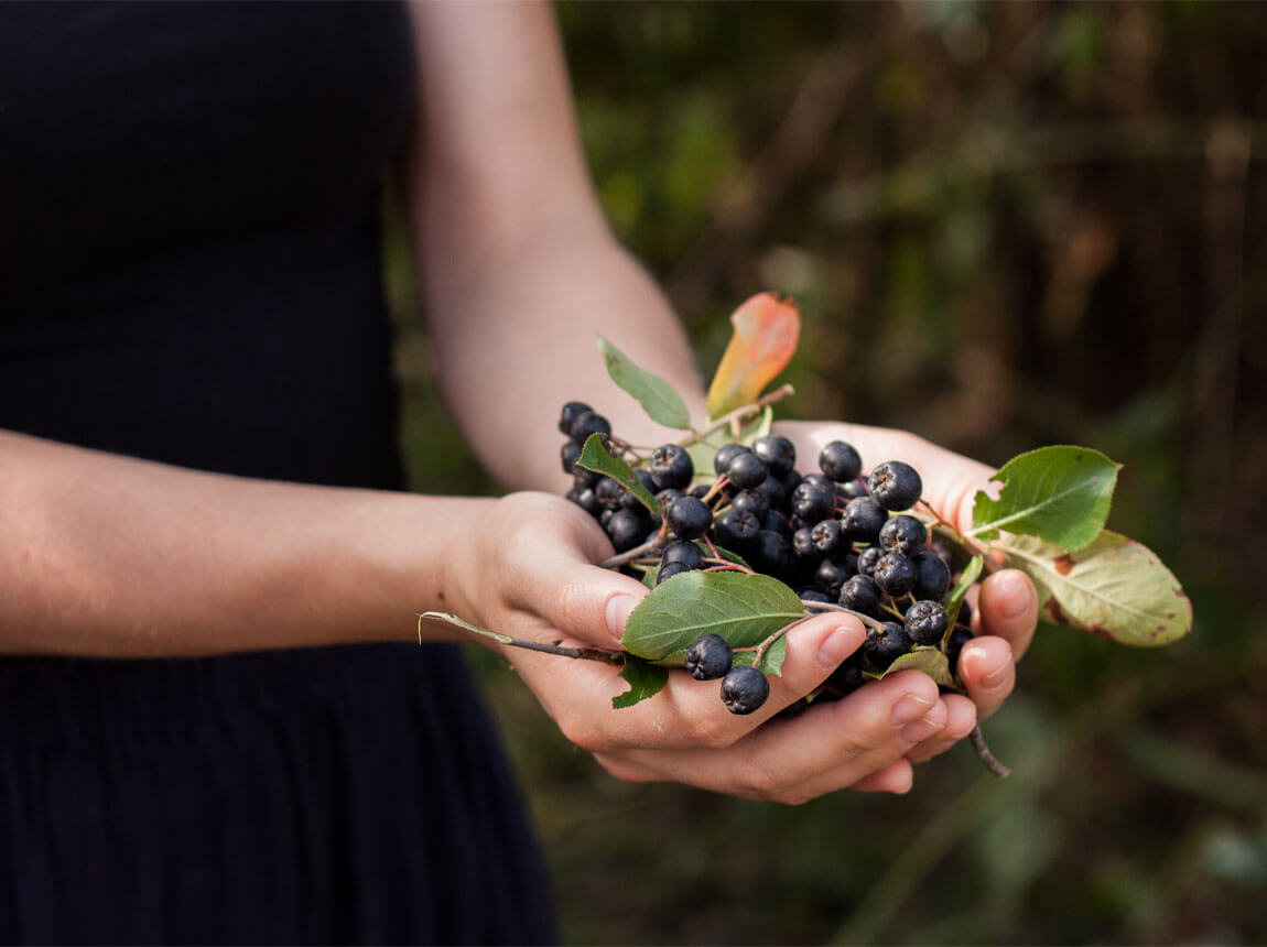 Čierny bez (Aronia melanocarpa)