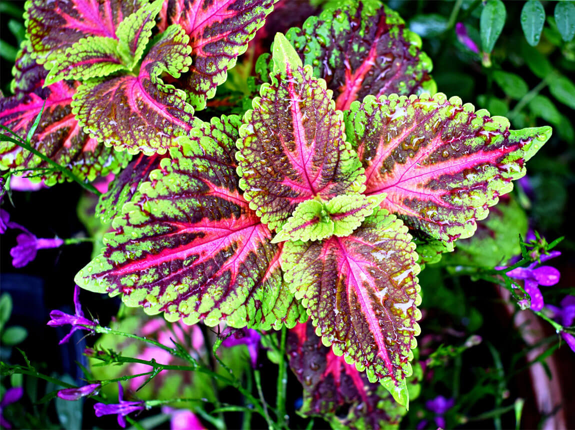 Coleus forskohlii 