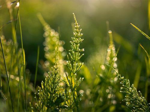 Poľná praslička - vlastnosti a zdravotné výhody pre ženy
