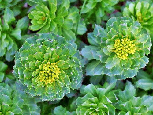 Rhodiola Rosea – použitie zlatého koreňa v športe