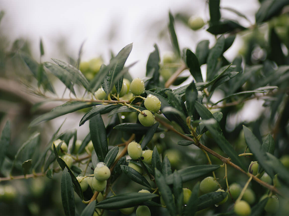 listy olivovn&iacute;ka